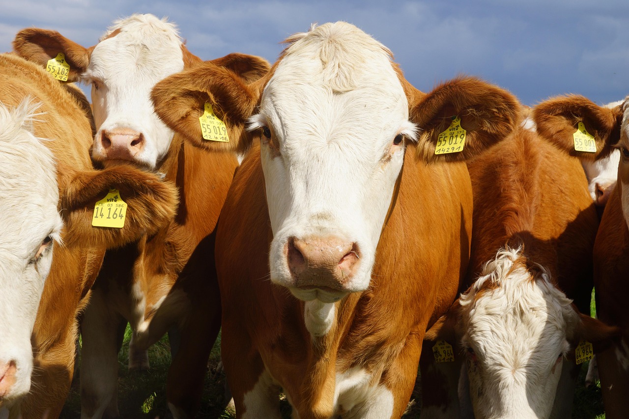 Pro Earth Animal Health - Contact Visual